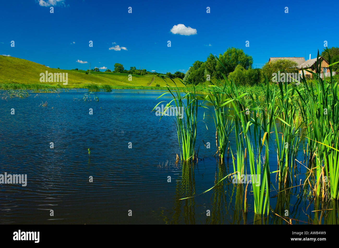 Pond with reeds at the foreground in Sumy Region Ukraine Stock Photo