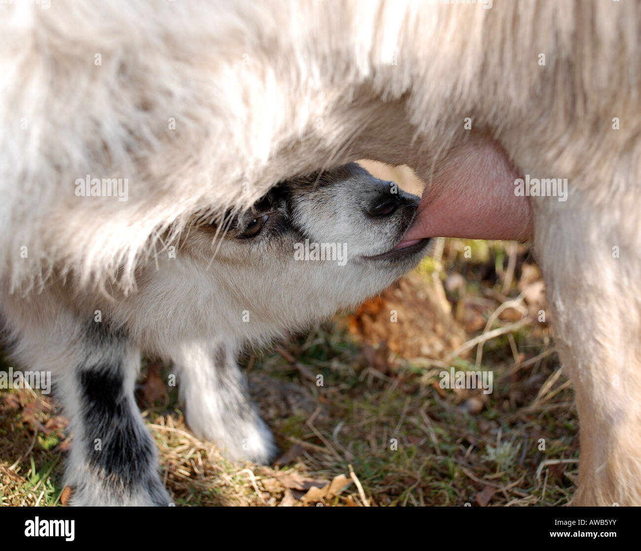 Goat baby suckle his mum Stock Photo