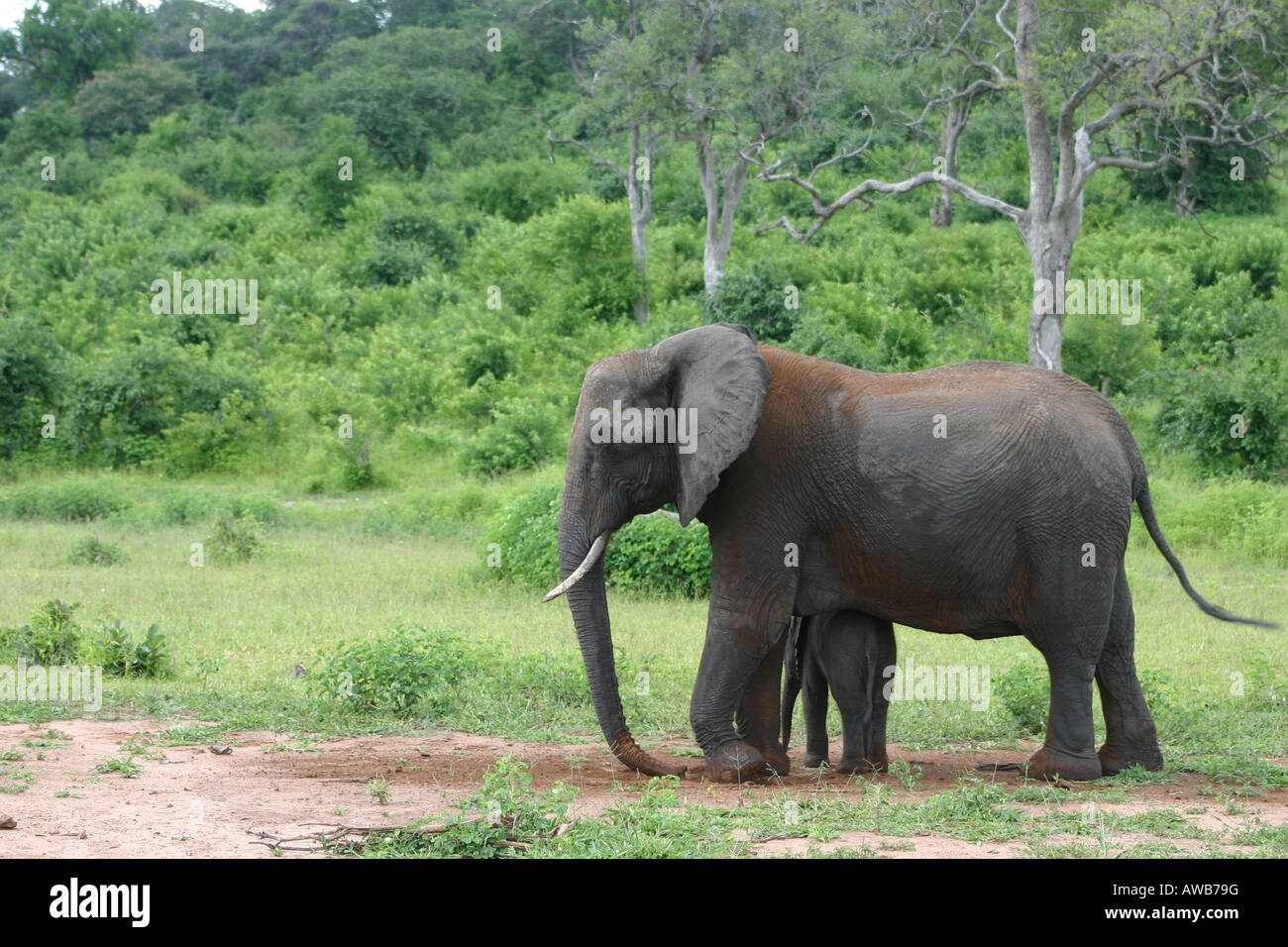 Elephant with Calf Stock Photo - Alamy