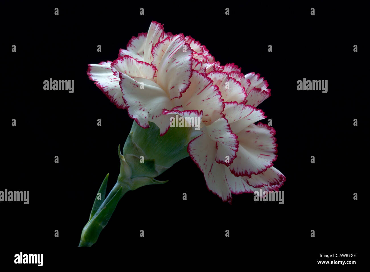 Florist Carnation on black background Stock Photo - Alamy