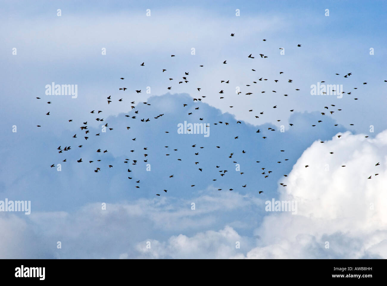 Storm Clouds flocks birds Flying Stock Photo