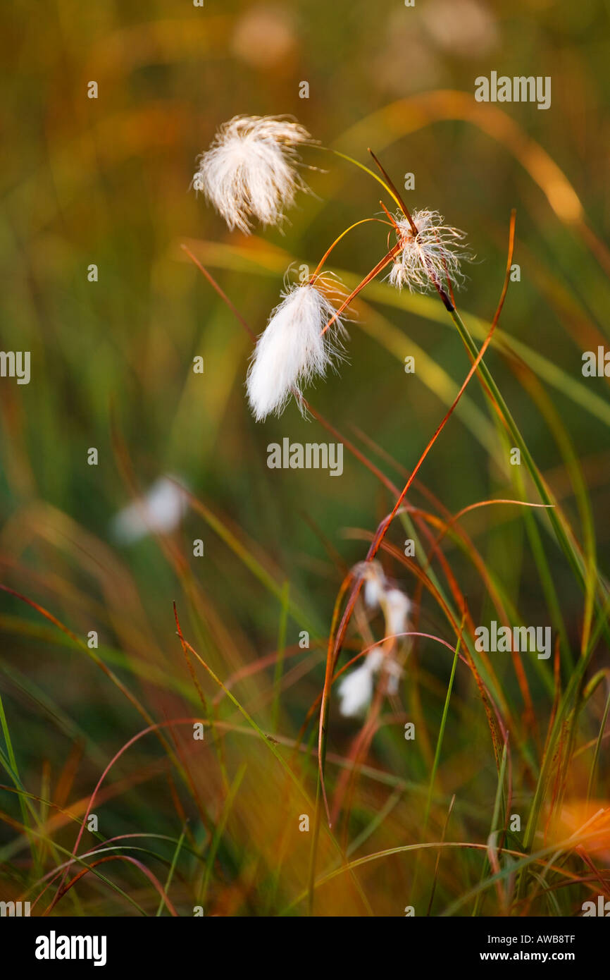 Common Cottongrass growing above Baslow Edge in the Peak District Stock