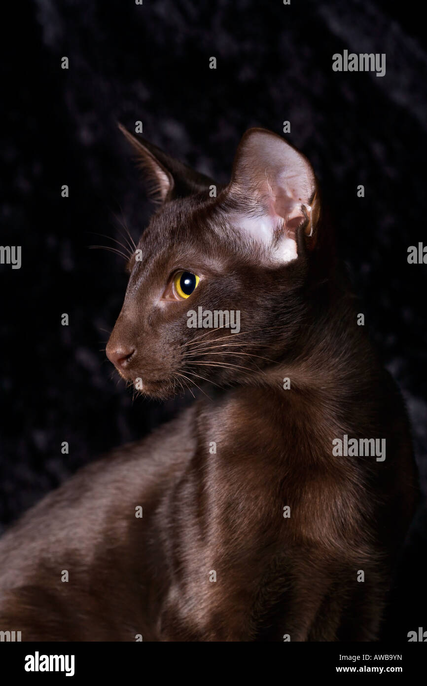 Havana Brown Cat Stock Photos Havana Brown Cat Stock Images Alamy