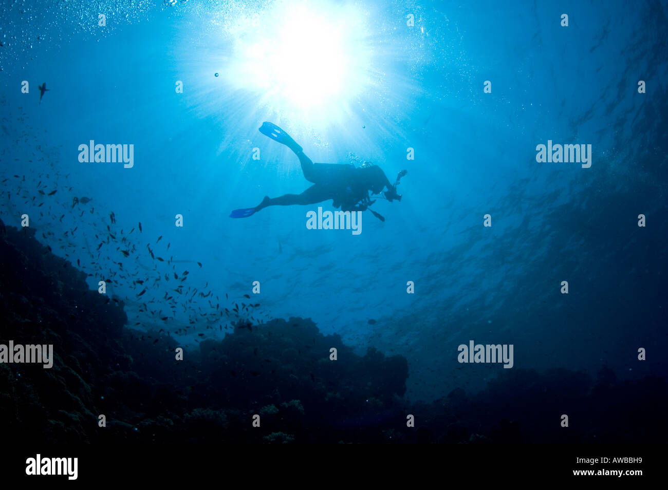 Silhouette of diver with camera against the water's surface swimming ...