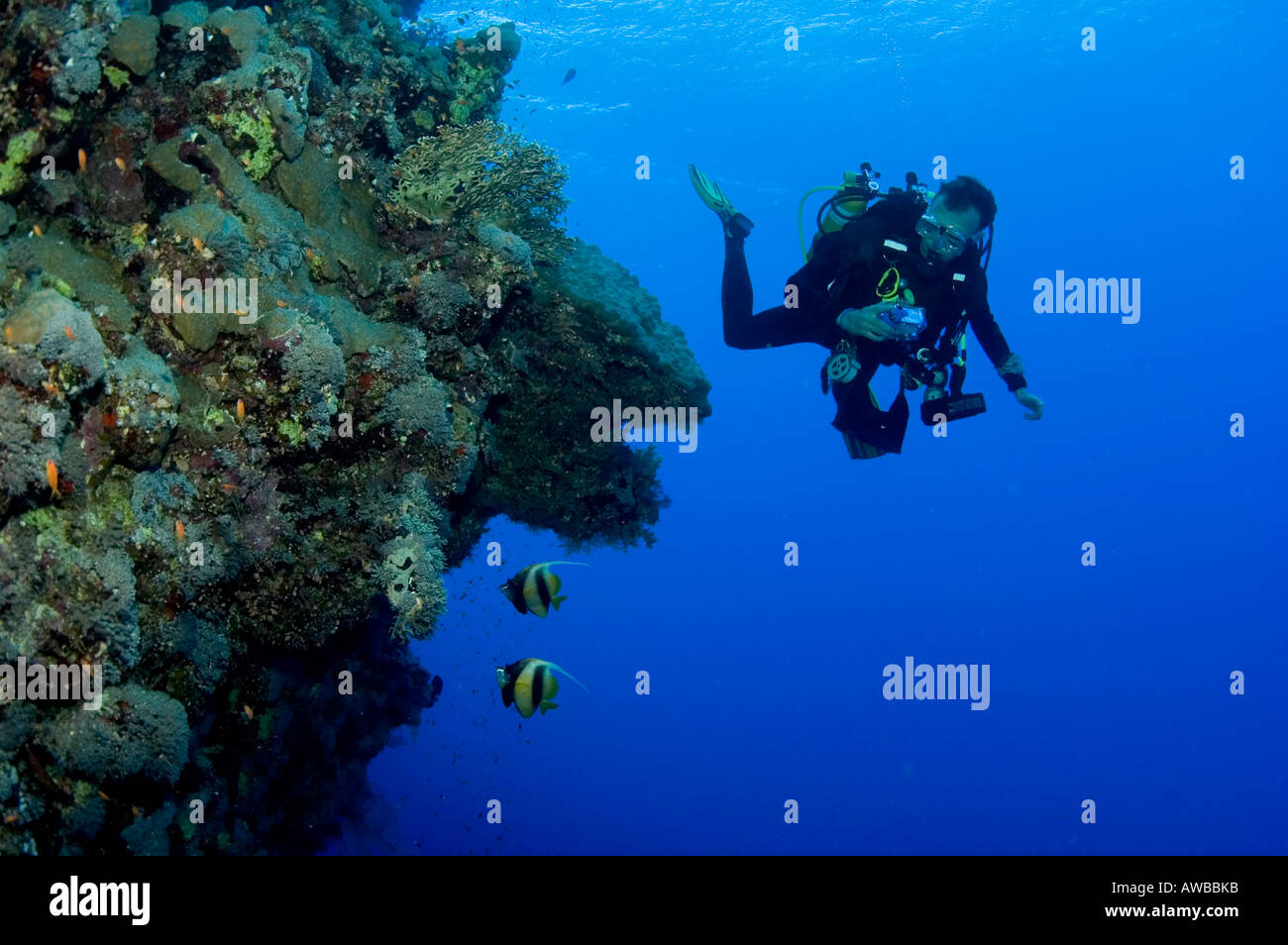 Pete Ball. Diver with camera looking at Red Sea reef with fish. Stock Photo