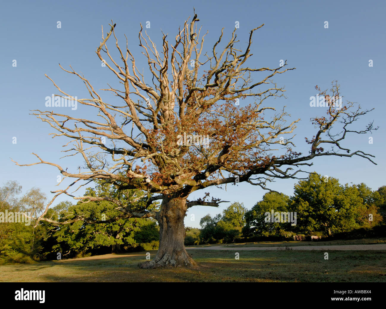 Dead oak branches hires stock photography and images Alamy