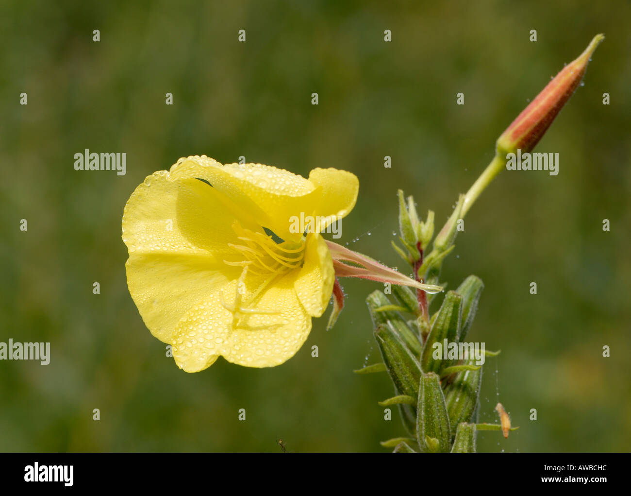 Yellow flower and flower bud of Common Evening Primrose Oenothera biennis Stock Photo