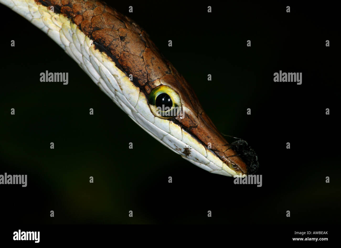 Panama wildlife with a close up portrait of a brown vine snake, Oxybelis aeneus, in Metropolitan nature park, Republic of Panama, Central America Stock Photo