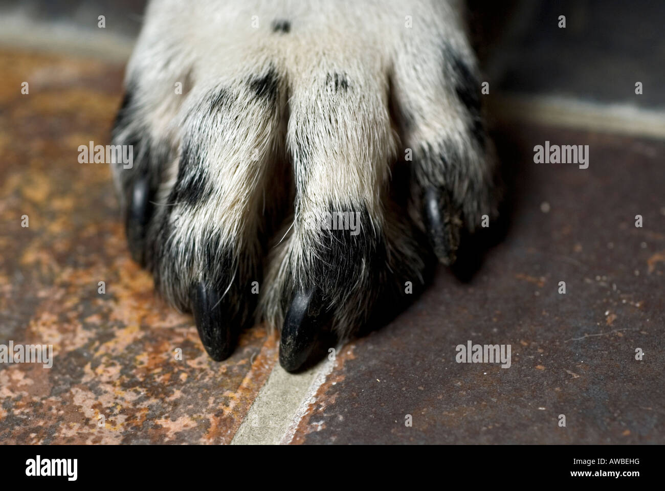 Pointer toe hi-res stock photography and images - Alamy Pointer toe hi-res stock photography and images - Alamy