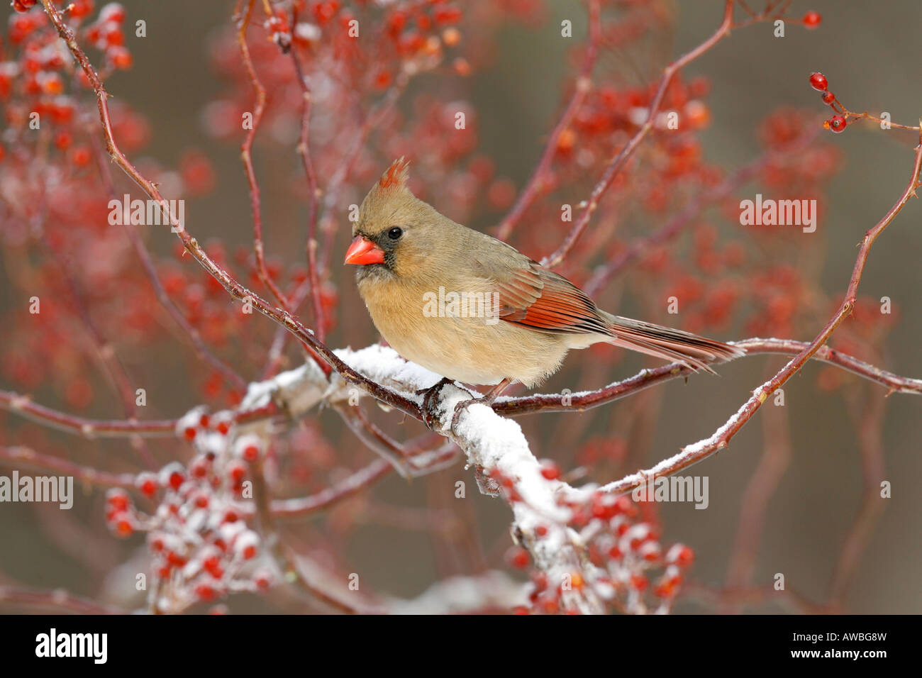 Female Northern Cardinal Perched in Multiflora Rose Berries with Snow Stock Photo