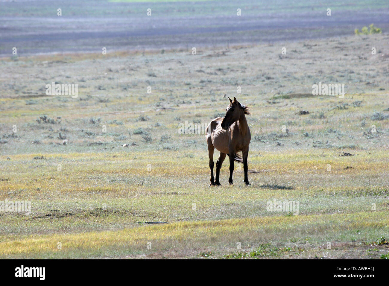 Wild Horse on the prairie of South Dakota Stock Photo - Alamy