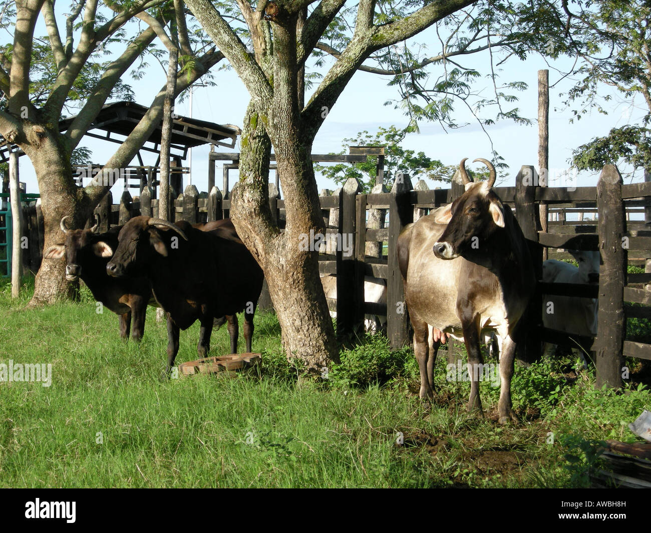 Milking the cow, Los Llanos Guarico state Venezuela Stock Photo