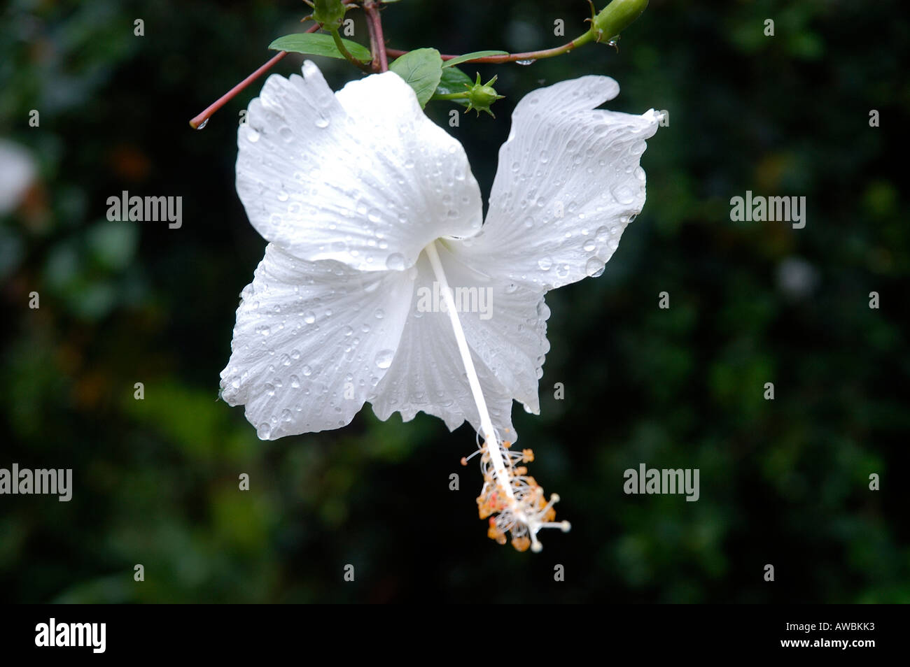 Hibiscus flowers pistil hi-res stock photography and images - Alamy