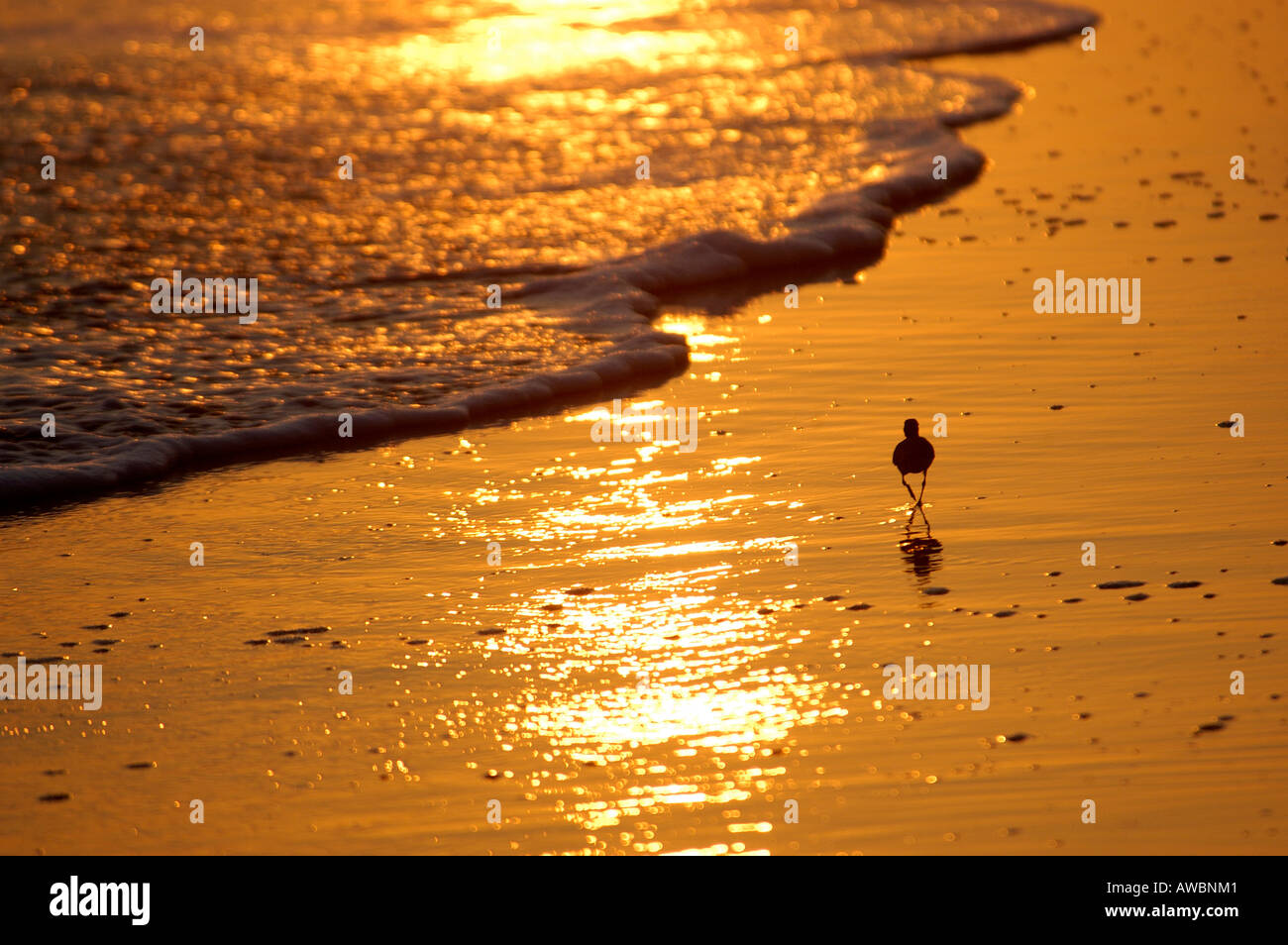 SAND PLOVER IN BEACH NEAR CHANDRAGIRI RIVER ESTUARY, KASARAGOD DIST Stock Photo