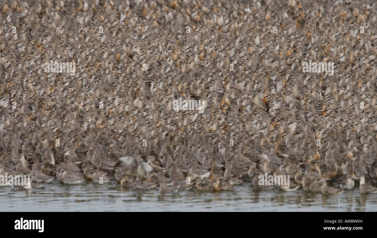 tightly packed flock of roosting Knot, UK Stock Photo