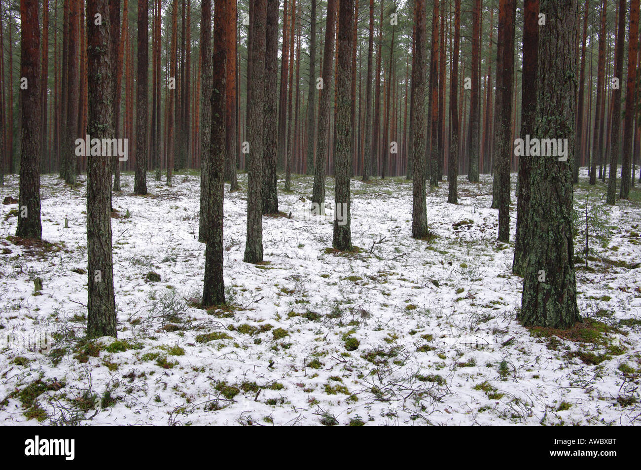 Pine tree snow sunrise hi-res stock photography and images - Alamy