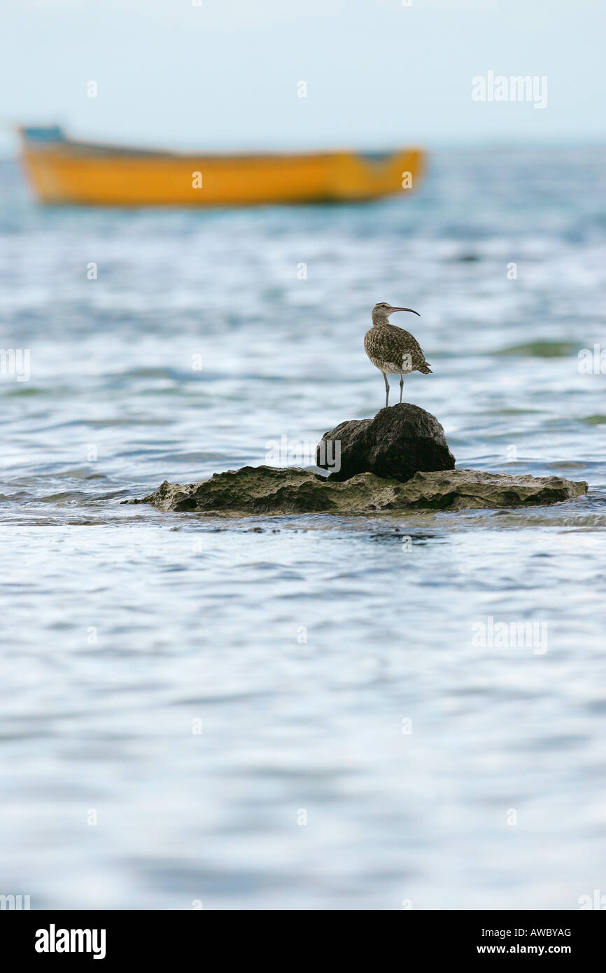 Sea Bird, Grande Baie, Mauritius Stock Photo