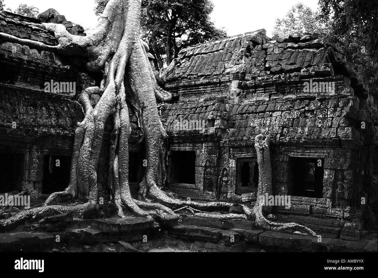 Giant tree over a ruined ancient temple in the jungle. Ta Prohm temple ...