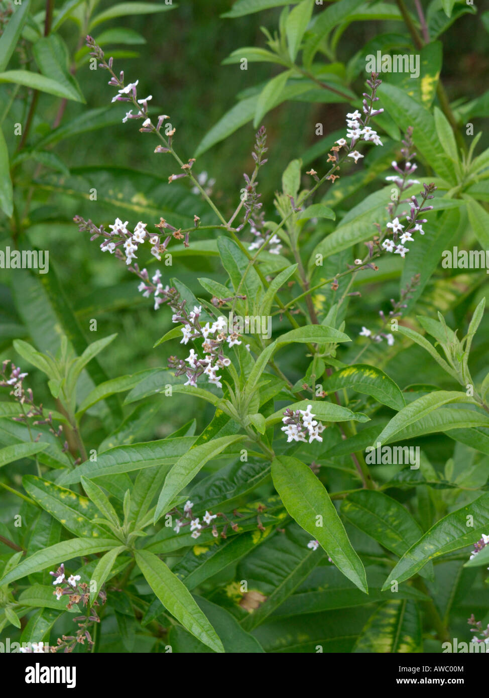 Images Of Lemon Verbena Alousia Trifolia : Lemon Verbena ...