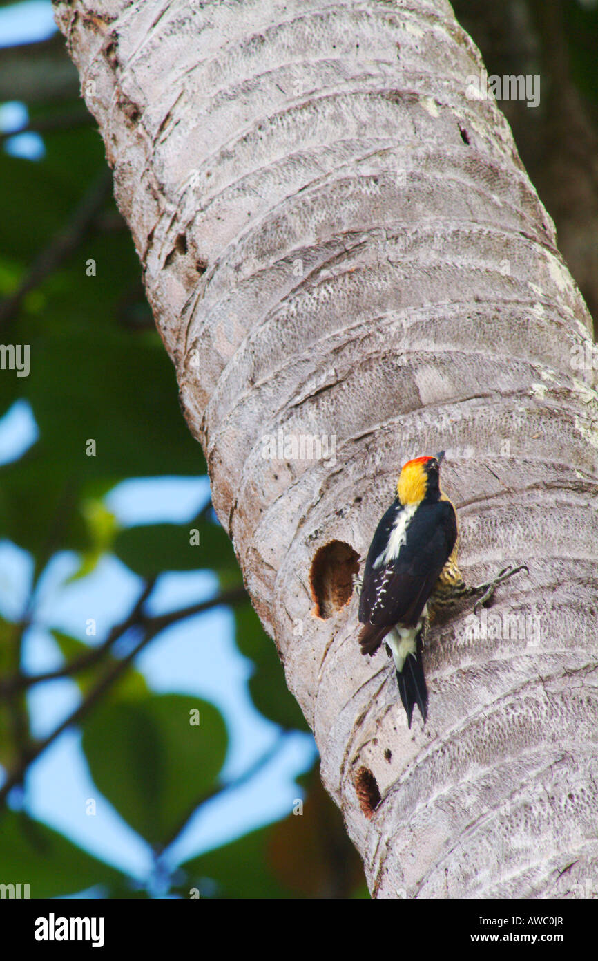 Hoffmann's Woodpecker, Melanerpes hoffmannii on Palm Tree, Corcovado National Park, Costa Rica Stock Photo