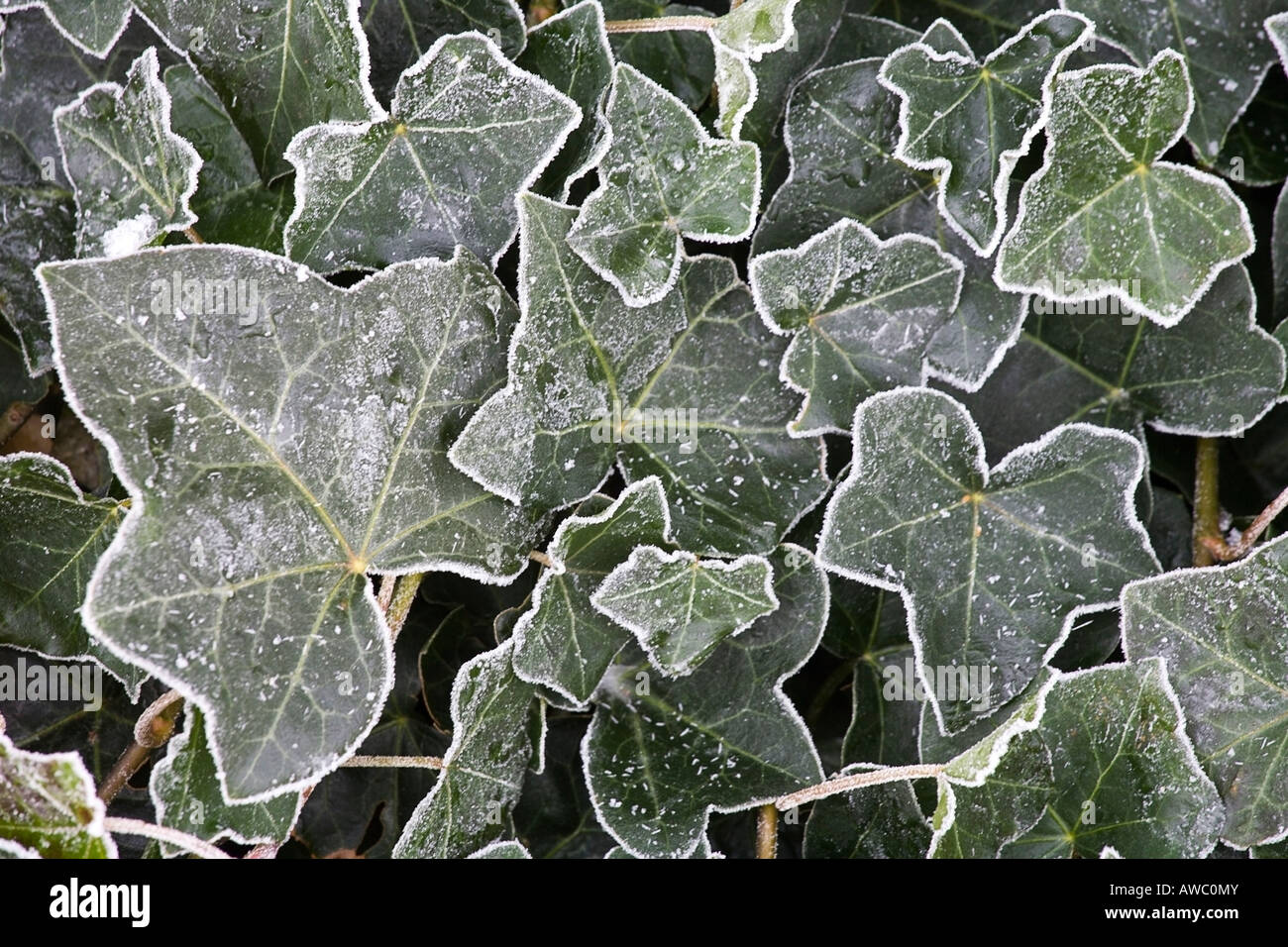 Frosted Ivy leaves Stock Photo Alamy