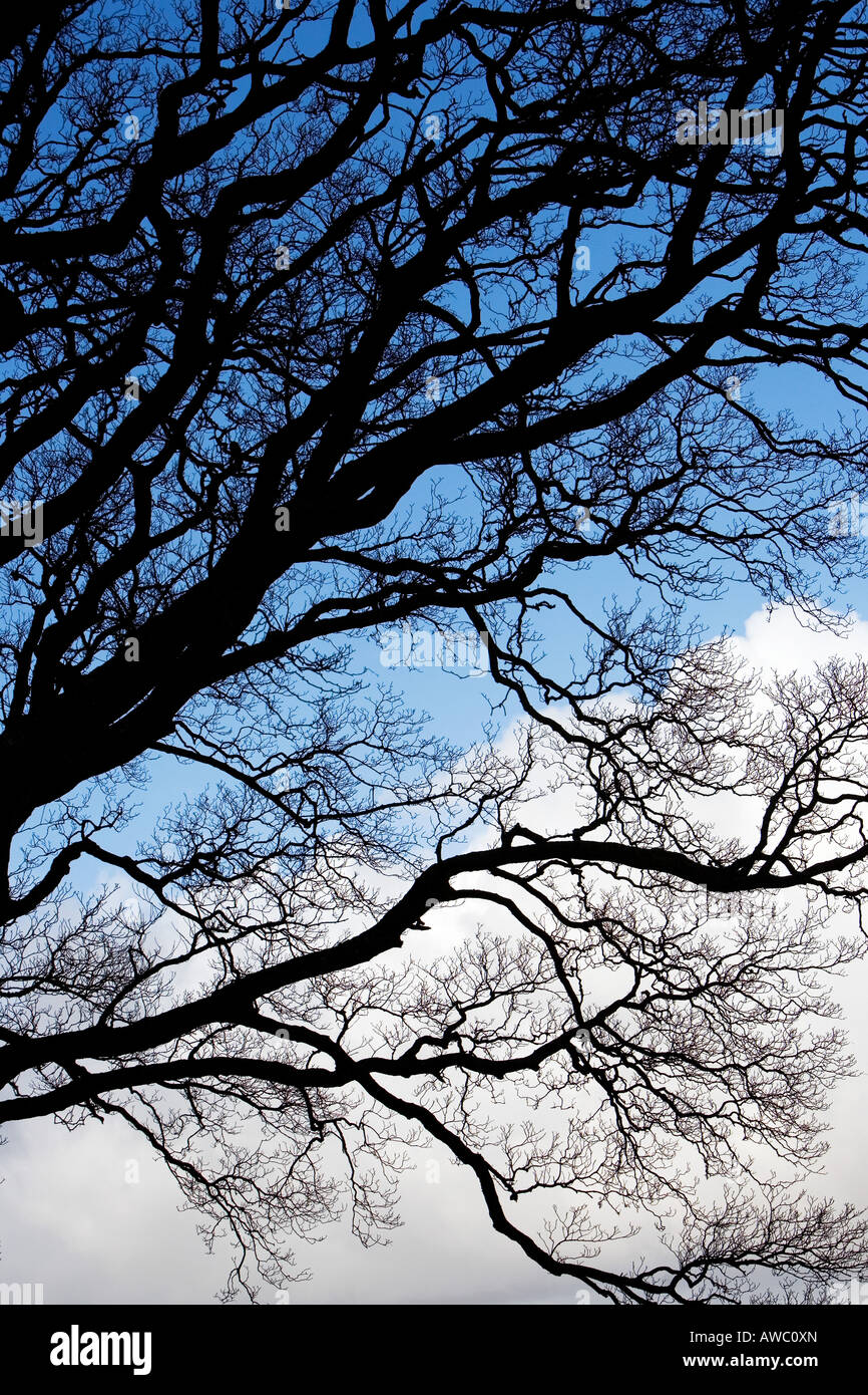 Oak tree silhouette hi-res stock photography and images - Alamy