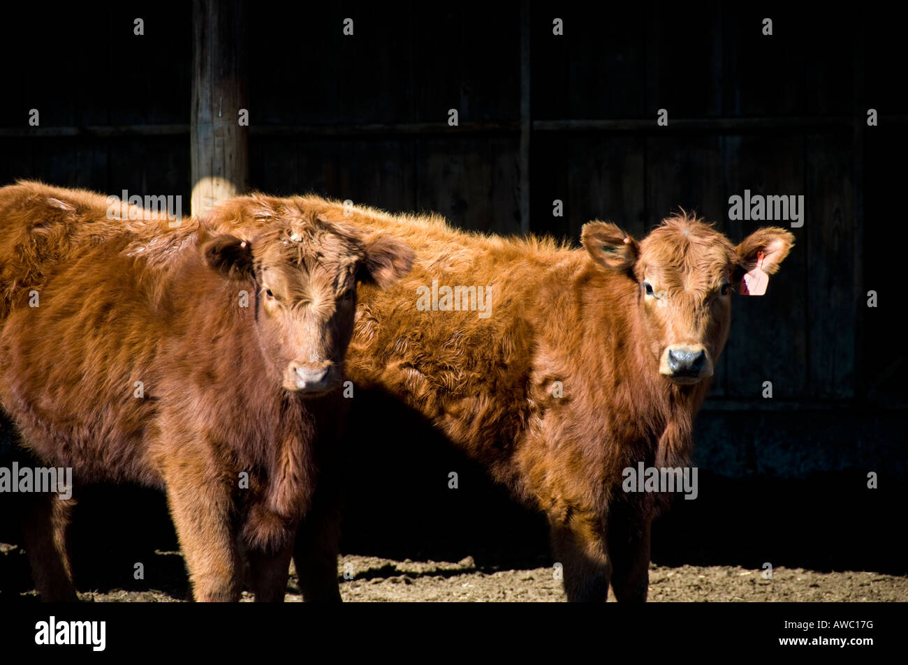 Feeder calves in Northeastern Kansas, USA Stock Photo