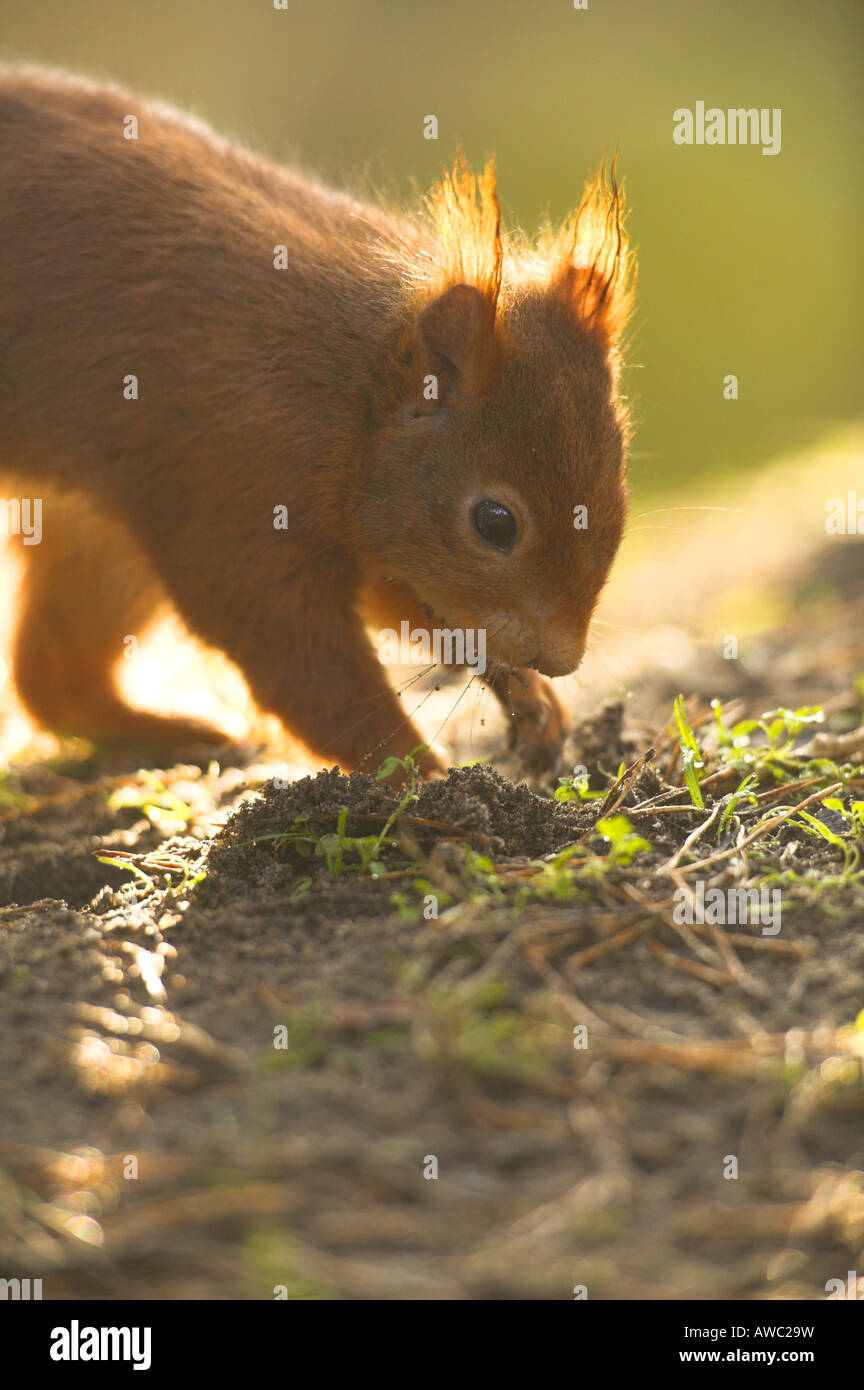 Squirrel burying nuts hires stock photography and images Alamy