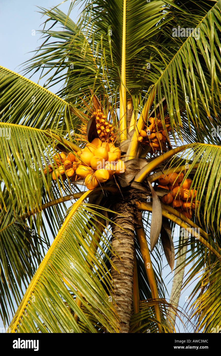 GOWRIGATHRAM GOLDEN COCONUTS OF KERALA Stock Photo Alamy