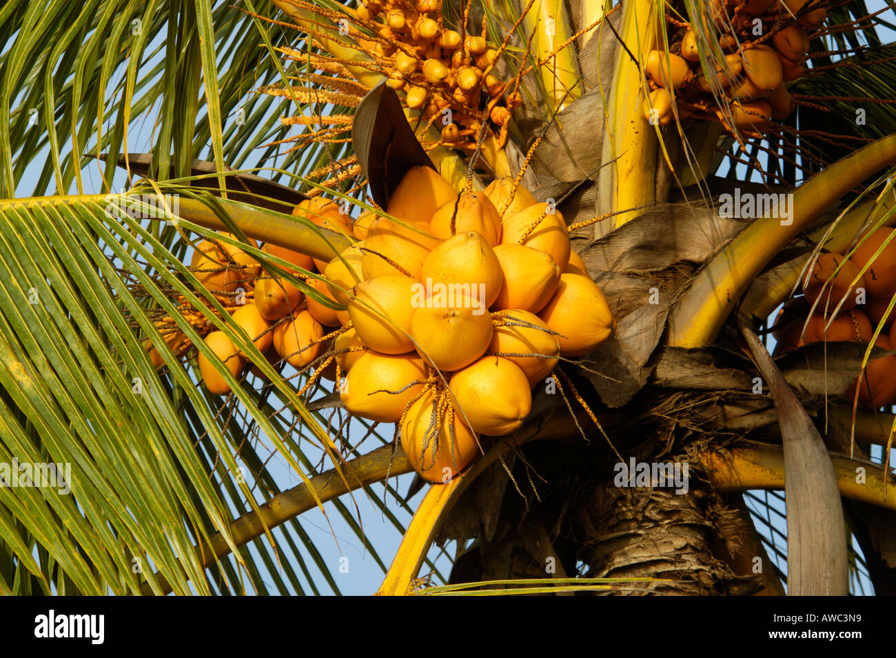 GOWRIGATHRAM GOLDEN COCONUTS OF KERALA Stock Photo Alamy