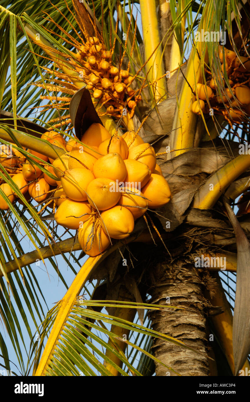 Gaurigathram hi-res stock photography and images - Alamy