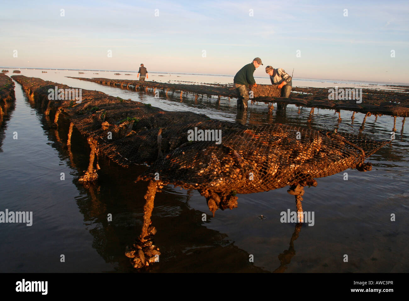 Farmers working on their Oyster beds at low tide on an Oyster Park Utah