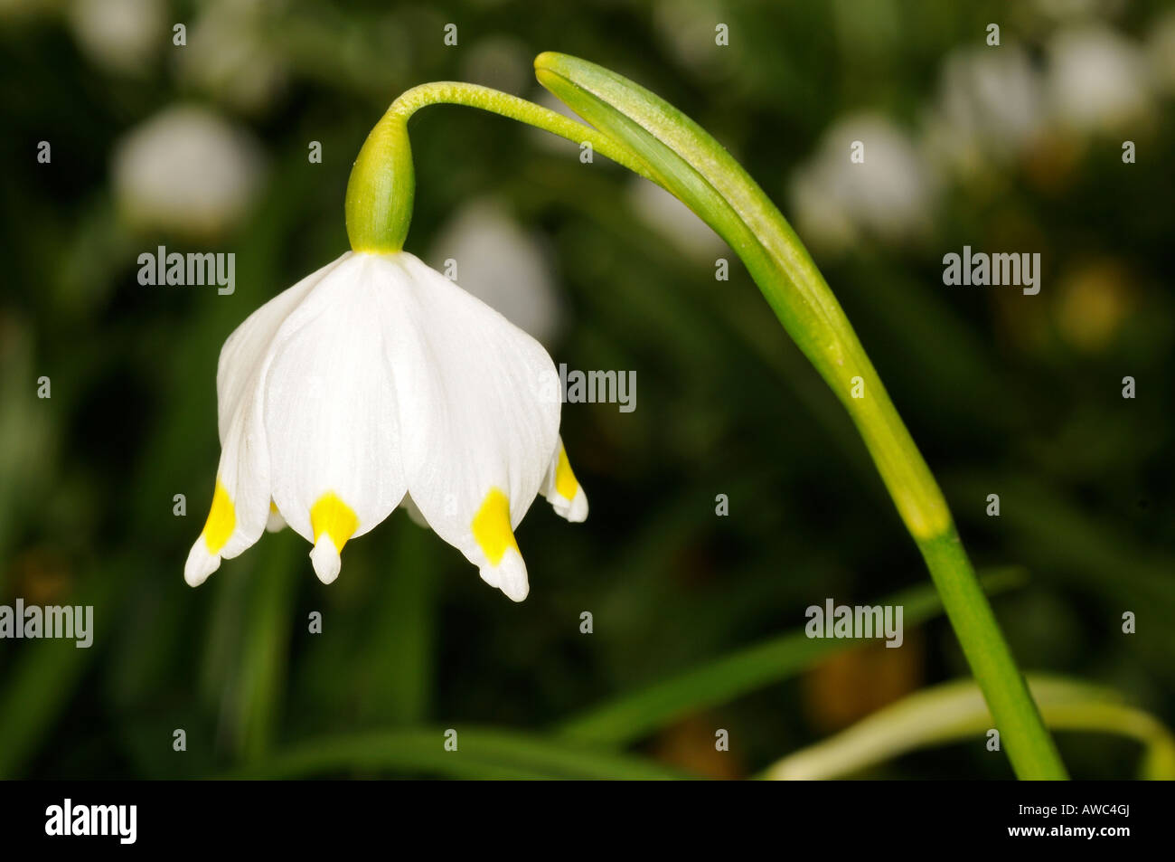 Spring snowflake flower leucojum vernum hi-res stock photography and ...