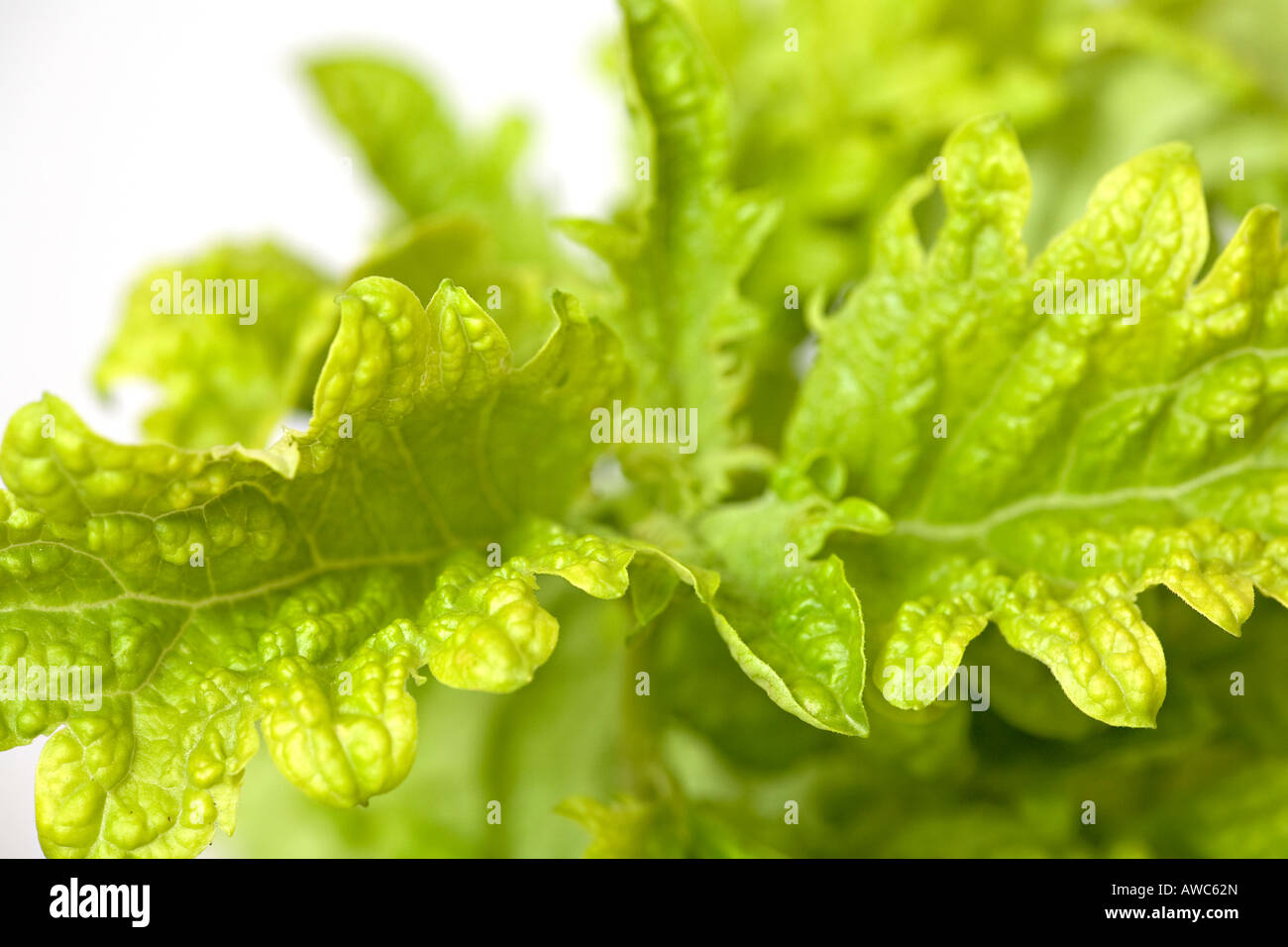 A close up of the Basil herb, Ocimum basilicum 'Green Ruffles' Stock