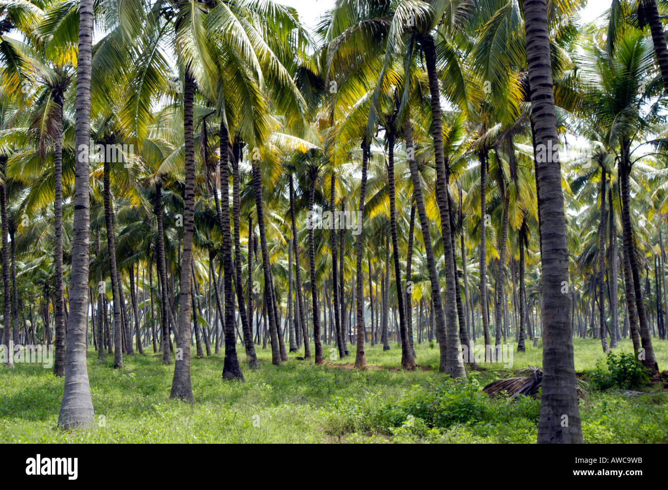 COCONUT FARMS ON TAMIL NADU PLAINS AT CUMBUM NEAR KUMILY THEKKADY Stock