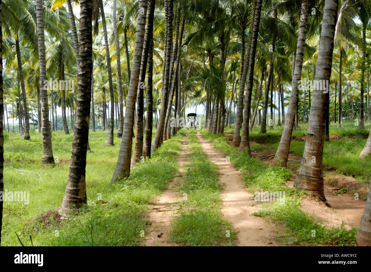 COCONUT FARMS ON TAMIL NADU PLAINS AT CUMBUM NEAR KUMILY THEKKADY Stock