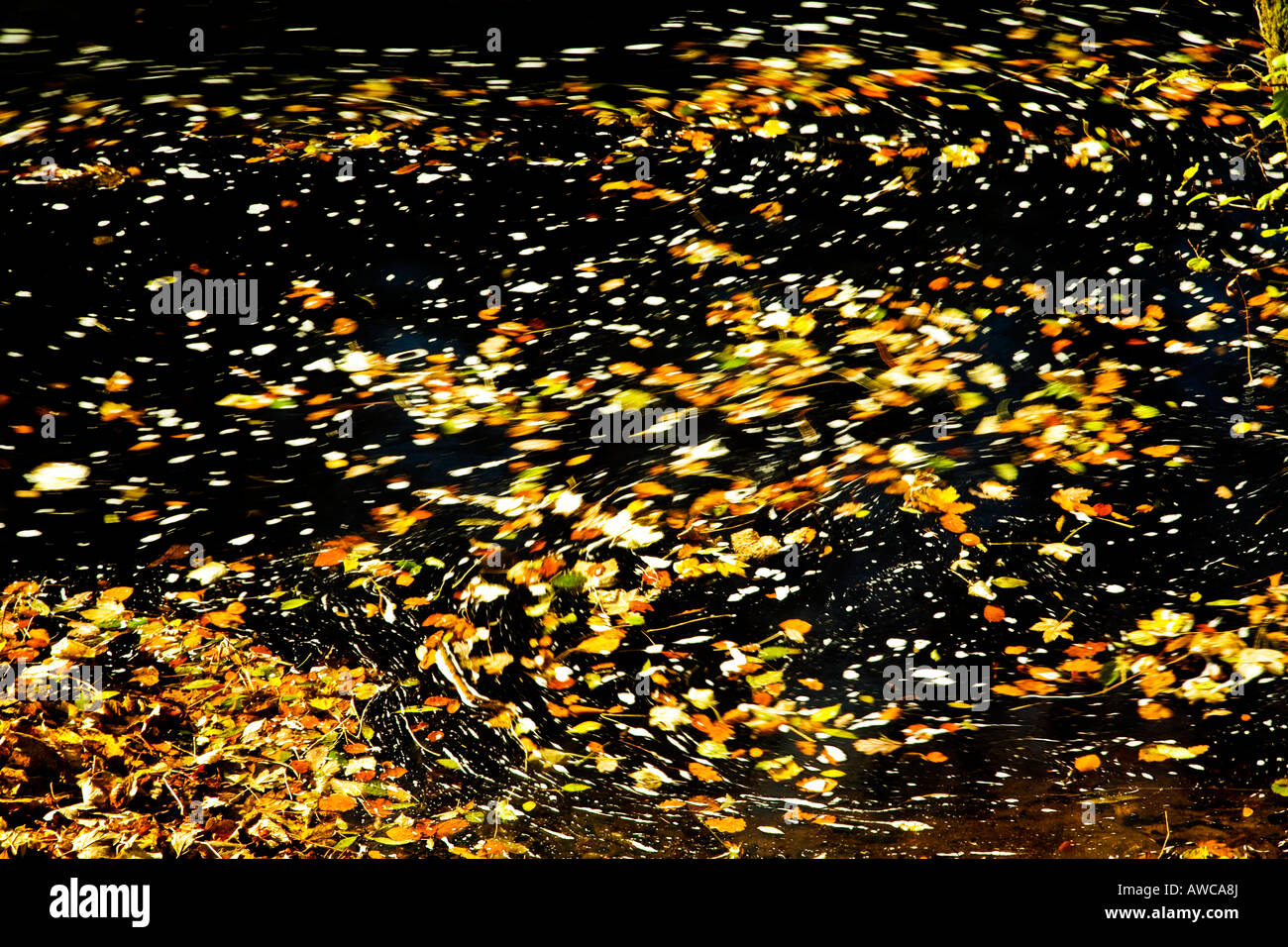 Leaves floating in water hi-res stock photography and images - Alamy