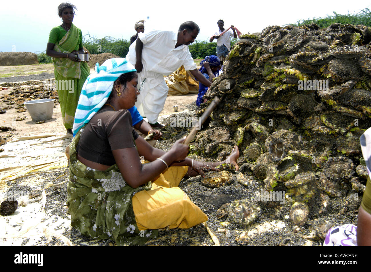 BEATING DRY SUNFLOWER TO EXTRACT SEEDS CUMBUM TAMIL NADU Stock Photo