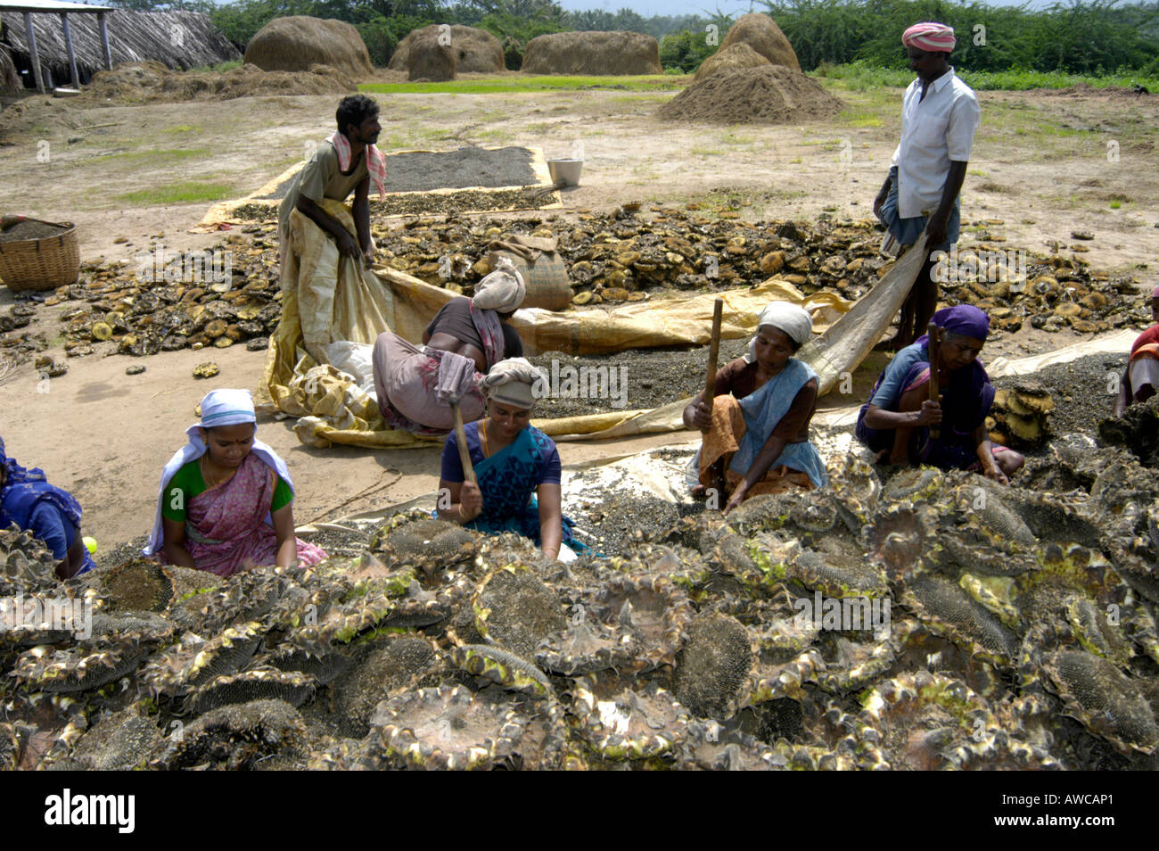 BEATING DRY SUNFLOWER TO EXTRACT SEEDS CUMBUM TAMIL NADU Stock Photo