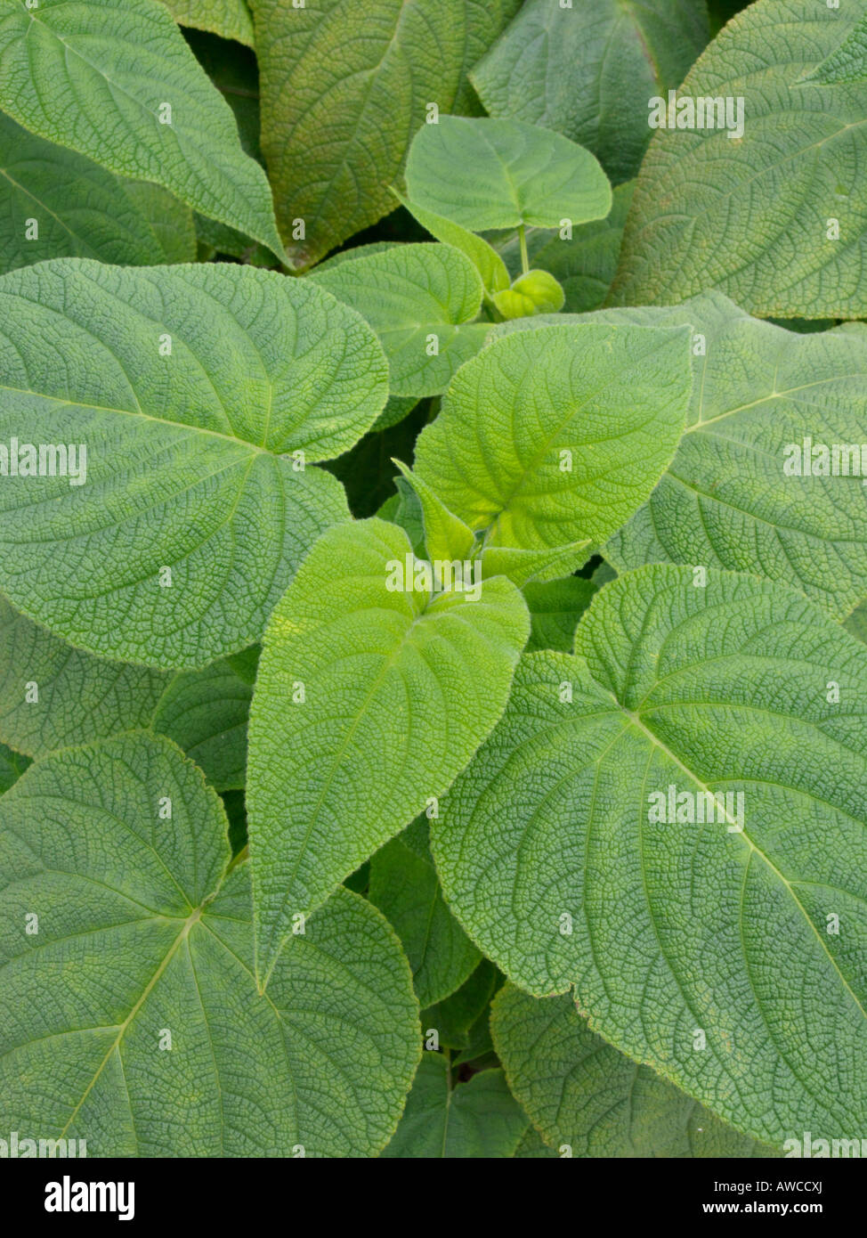 Sage (Salvia) Stock Photo