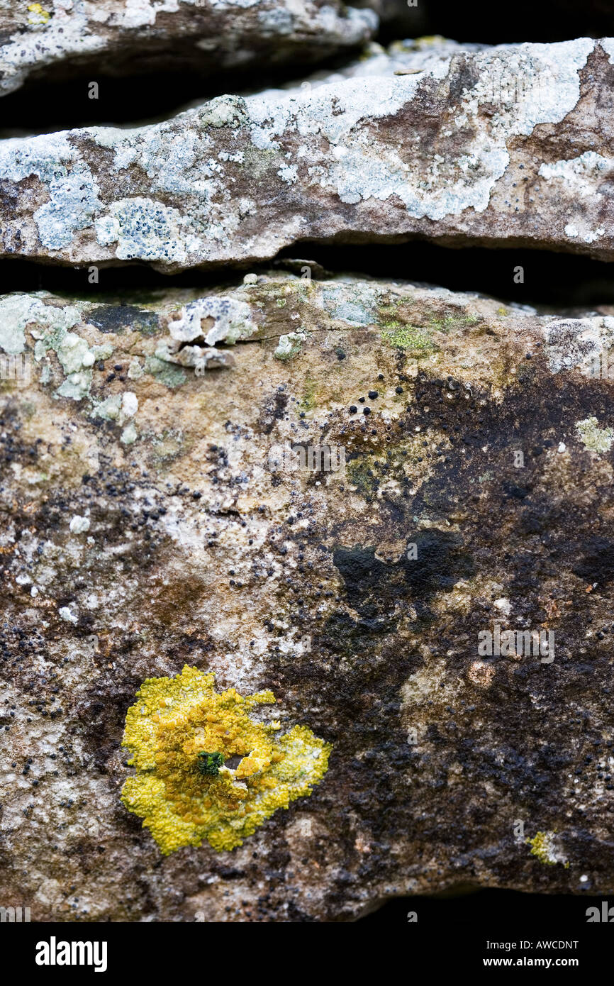Abstract lichen on dry stone wall in Cumbria. UK. Abstract Stock Photo