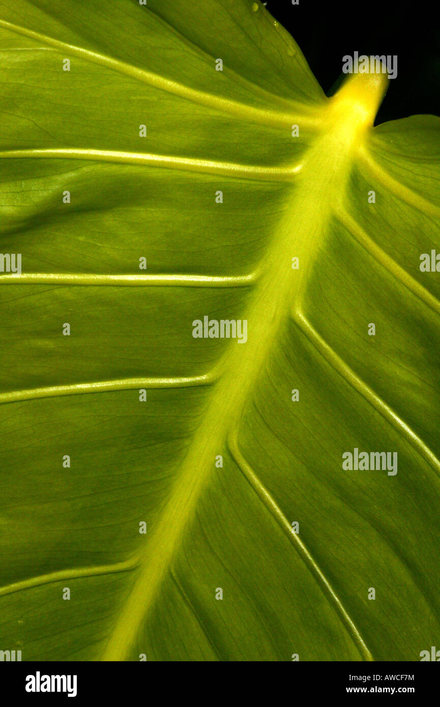 Large leaf on the cloud forest floor in La Amistad national park, Chiriqui province, Republic of Panama. Stock Photo