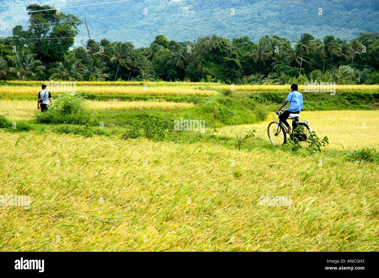 RURAL TAMIL NADU VILLAGE SCENE THENKASI Stock Photo Alamy