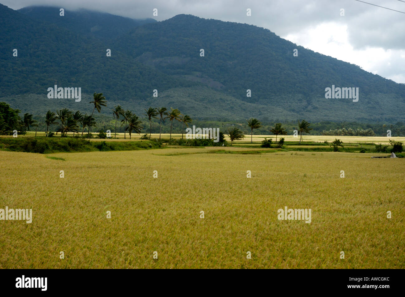RURAL TAMIL NADU VILLAGE SCENE THENKASI Stock Photo Alamy