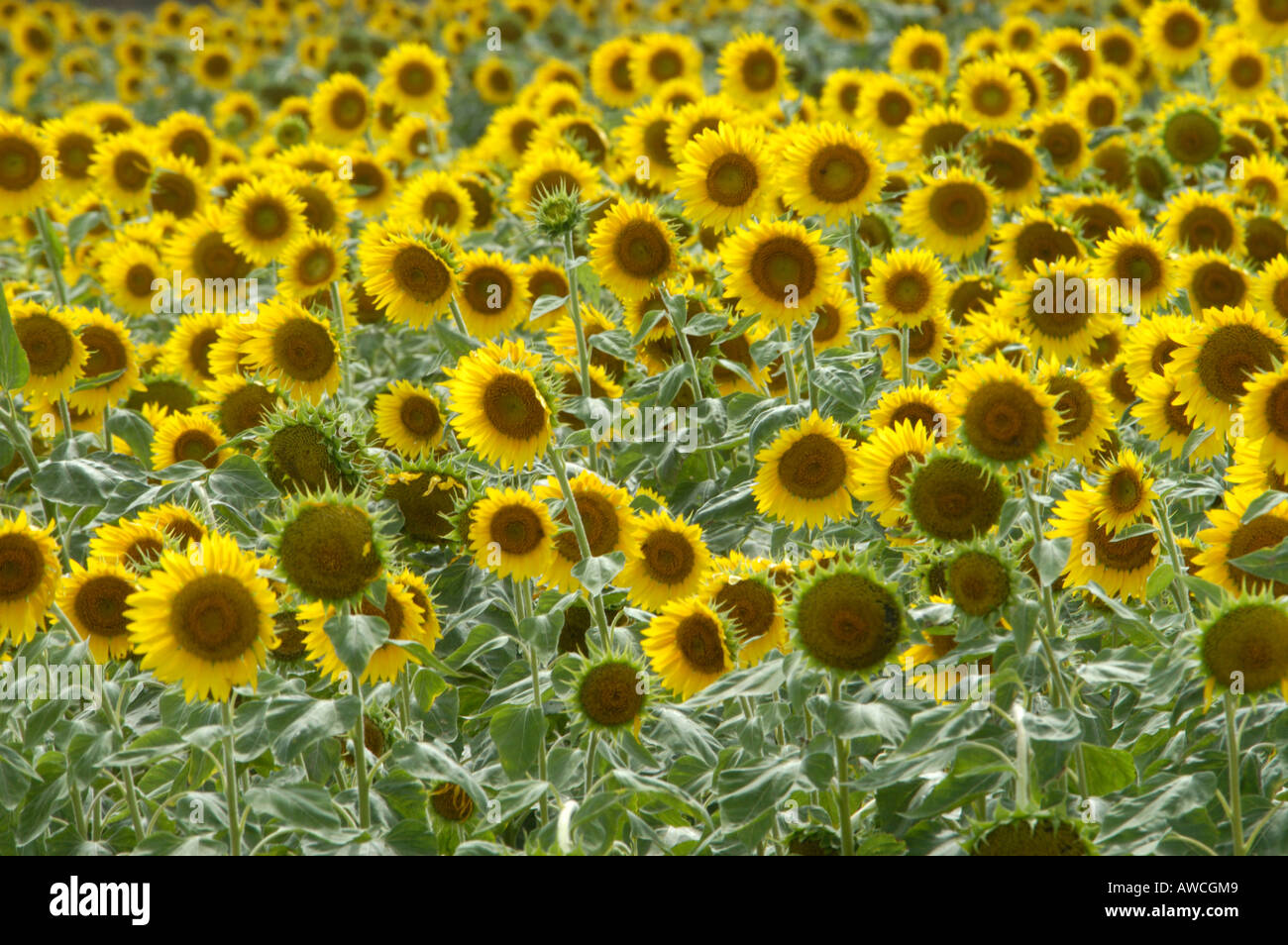 SUNFLOWER FARMS NEAR POLLACHI IN TAMIL NADU Stock Photo Alamy