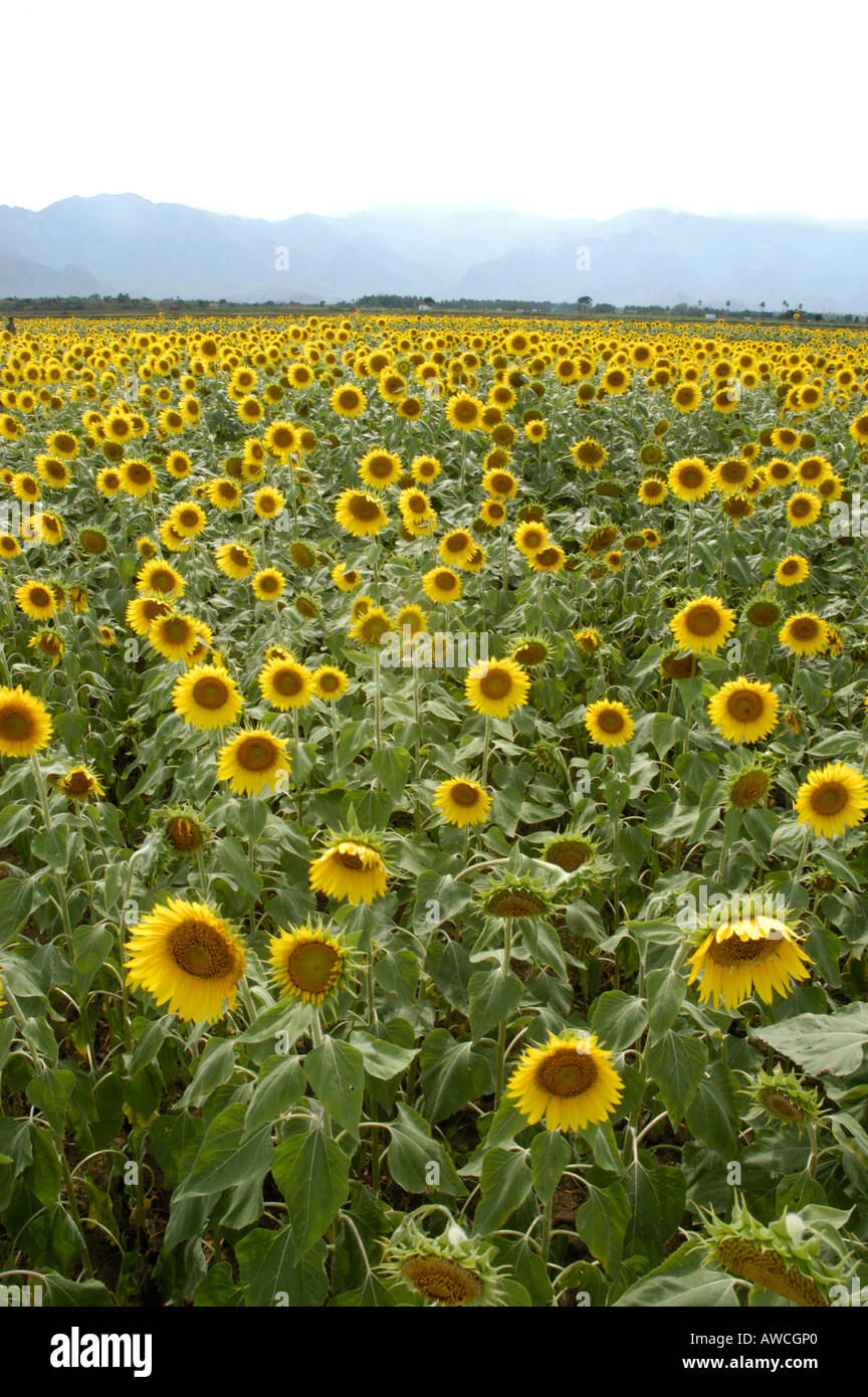 SUNFLOWER FARMS NEAR POLLACHI IN TAMIL NADU Stock Photo Alamy
