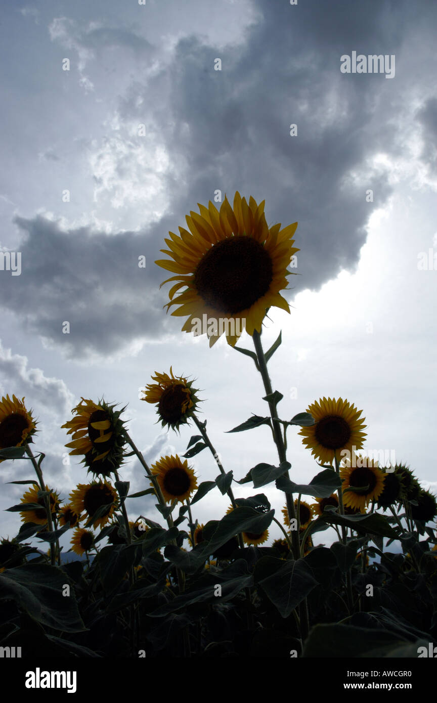 SUNFLOWER FARMS NEAR POLLACHI IN TAMIL NADU Stock Photo Alamy
