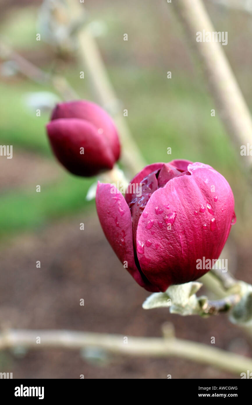 Black tulip magnolia hi-res stock photography and images - Alamy