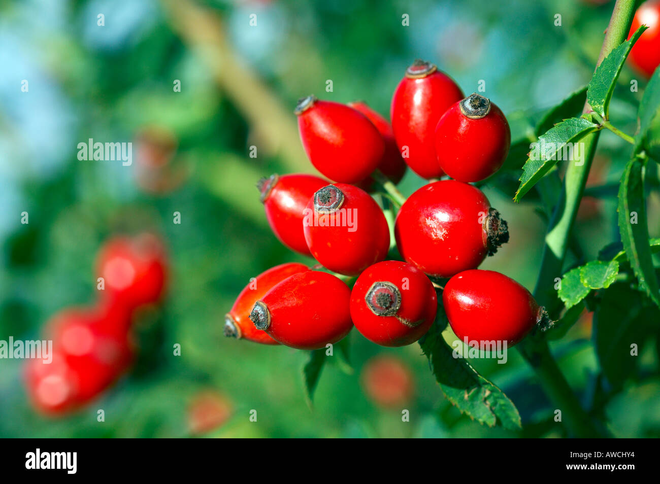 Red fruit wild rose hi-res stock photography and images - Alamy