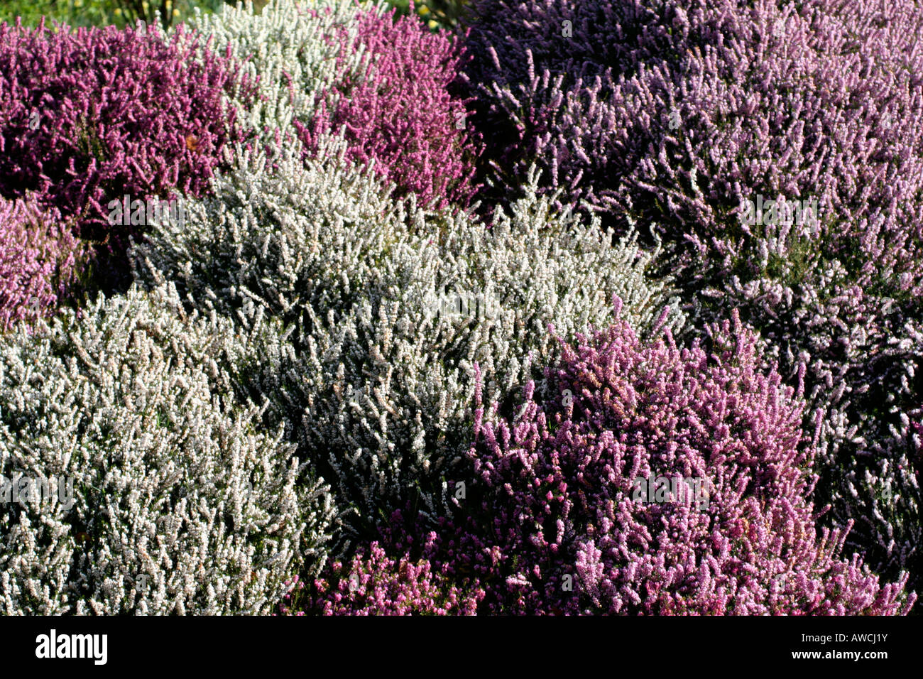 A BANK OF ERICA CARNEA CULTIVARS WINTER HEATHERS AT SHERWOOD NEWTON ST CYRES DEVON Stock Photo